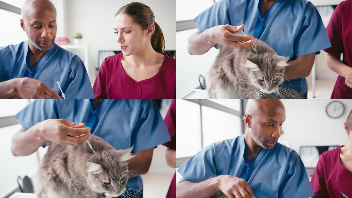 男兽医和女实习兽医护士在手术中给宠物猫注射的特写