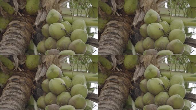 海南五指山热带雨林植物果实椰子4k