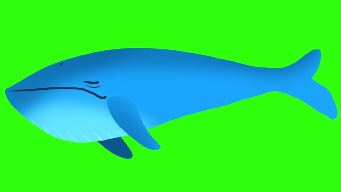 一只卡通蓝鲸在绿色的屏幕上游泳
