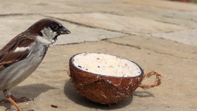 啄食椰子壳的麻雀