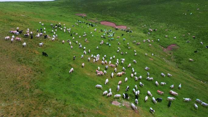 西北牛羊群