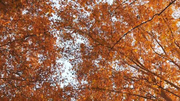在秋天仰望梧桐树秋季仰望梧桐树