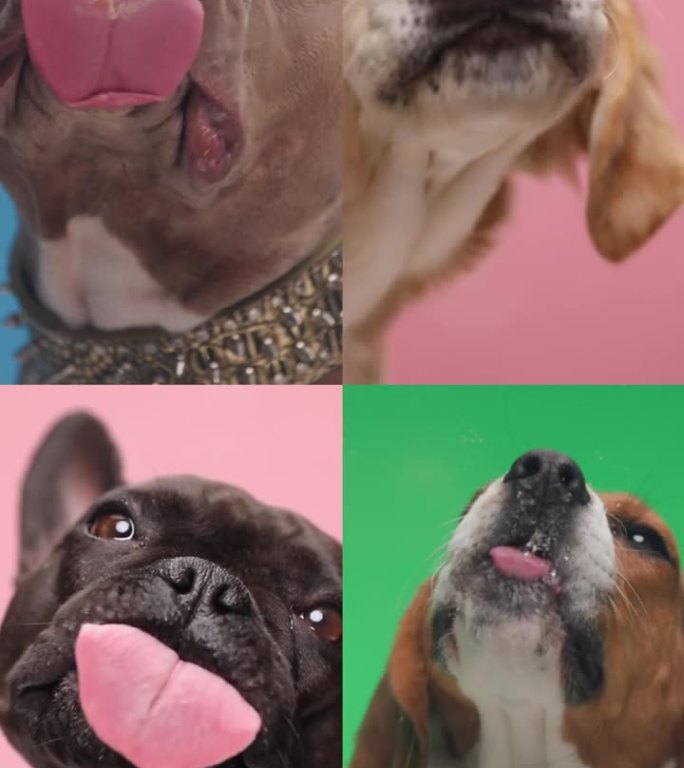 近距离视频拼贴，不同类型的贪婪的狗伸出舌头，舔有机玻璃前的彩色背景