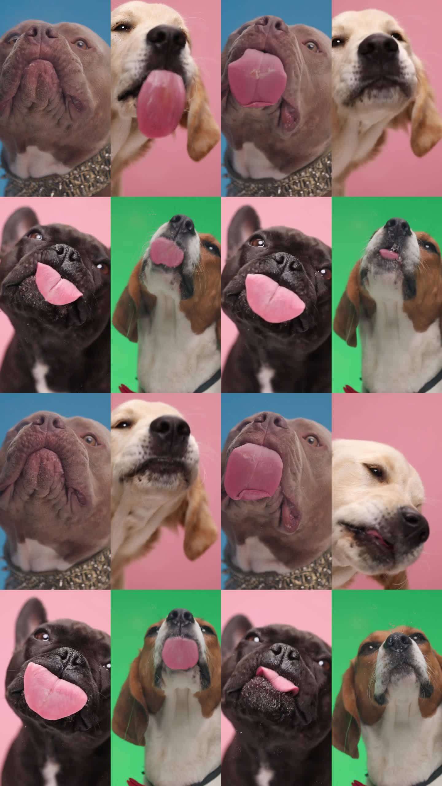 近距离视频拼贴，不同类型的贪婪的狗伸出舌头，舔有机玻璃前的彩色背景