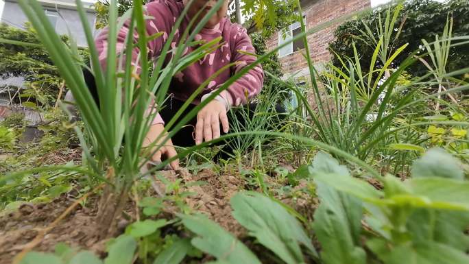 割韭菜拔草除草收菜