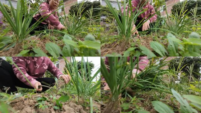 割韭菜拔草除草收菜