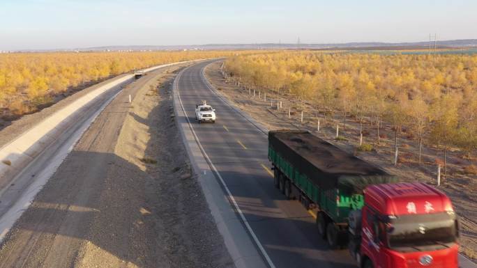 航拍穿越金秋戈壁胡杨林道路车流