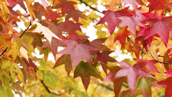 美洲枫香树秋天的红叶。Liquidambar styriflua彩色树叶在公园近距离