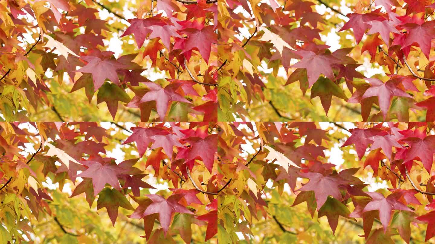 美洲枫香树秋天的红叶。Liquidambar styriflua彩色树叶在公园近距离