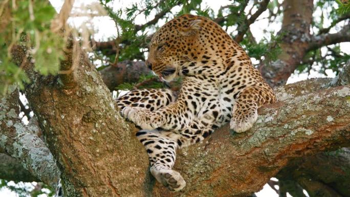 发现塞伦盖蒂野性优雅的悠闲魅力。在慢镜头中，一只懒惰的豹子打着哈欠，沉迷于自我照顾，在宁静的森林里的