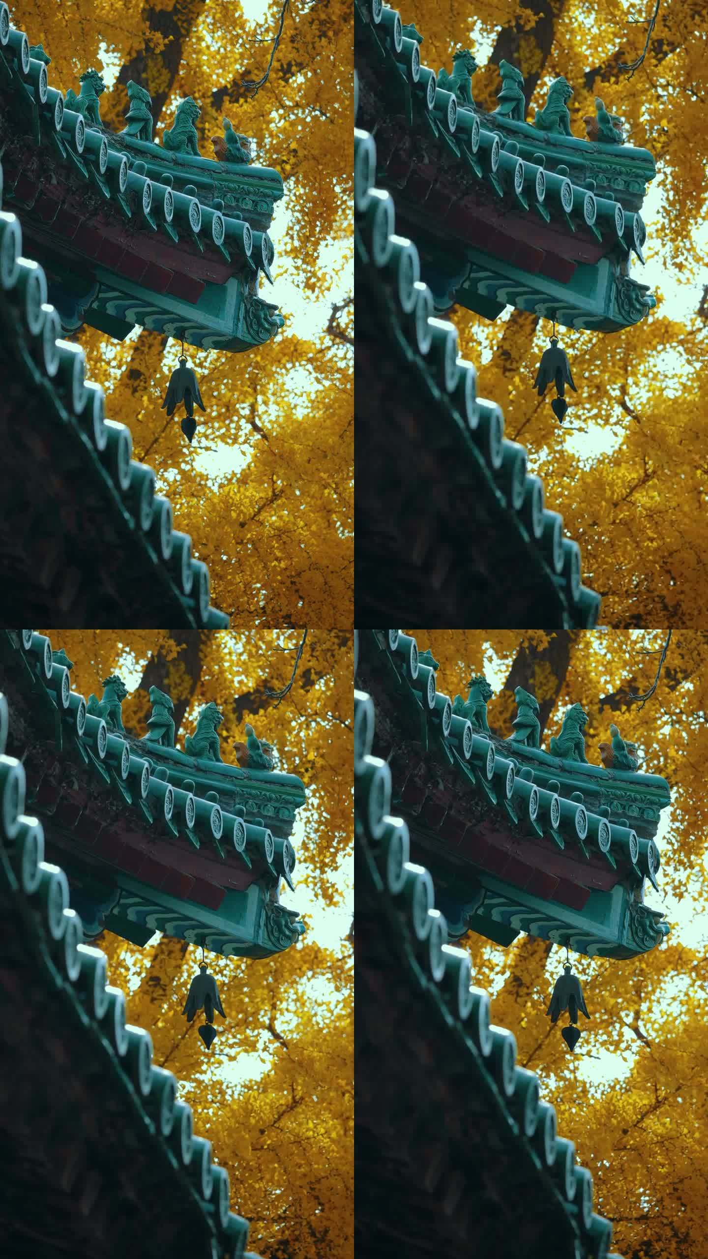黄银杏叶与中国古建筑