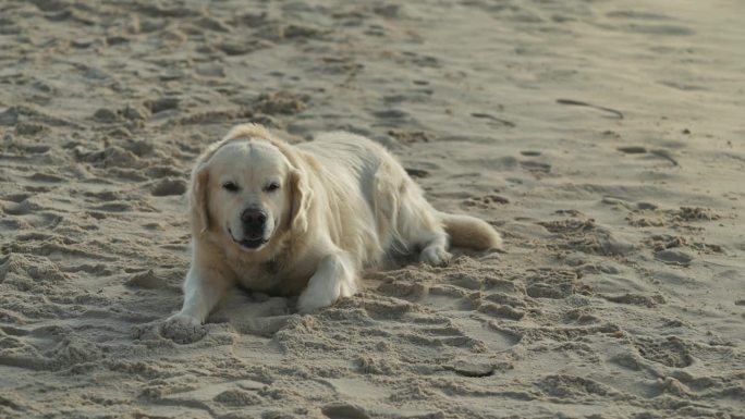 金毛猎犬在沙滩上喘着粗气休息。友好的狗的特写