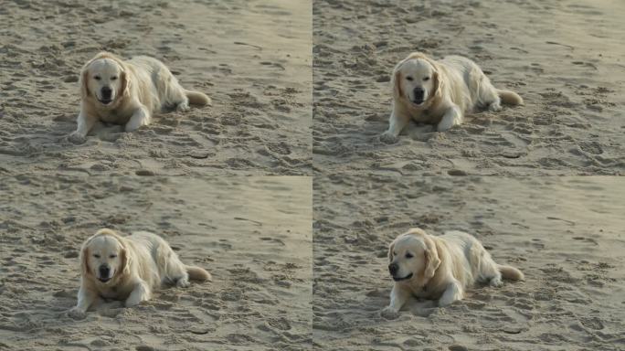 金毛猎犬在沙滩上喘着粗气休息。友好的狗的特写
