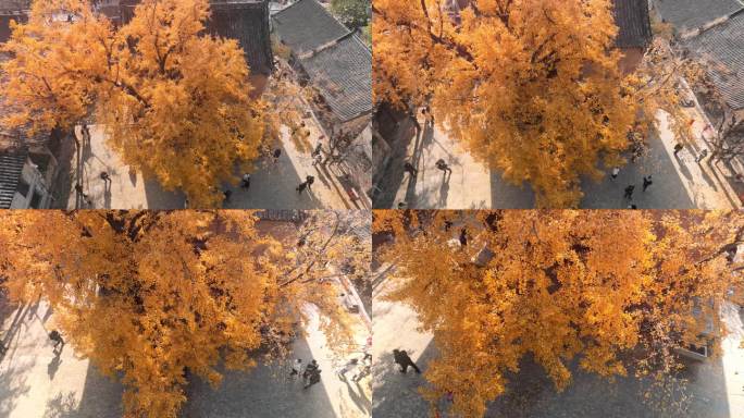 无人机绕着寺庙的银杏树螺旋下降