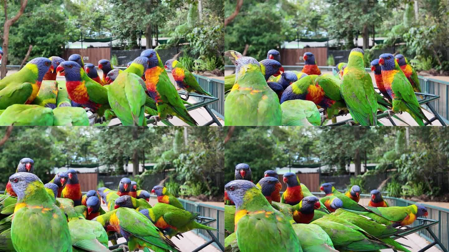 一群活跃的彩虹吸蜜鹦鹉聚集在一起觅食和社交。动物野生动物