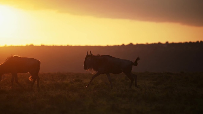 在美丽的橙色清晨日出的阳光下，草原上的角马群的慢动作，在非洲肯尼亚马赛马拉的草原景观风景中漫步，天空