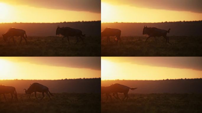 在美丽的橙色清晨日出的阳光下，草原上的角马群的慢动作，在非洲肯尼亚马赛马拉的草原景观风景中漫步，天空