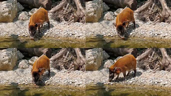 红河猪，又名矮猪。