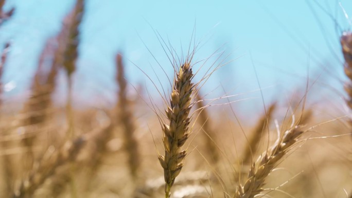 农场里的小麦、田地和谷物，近景和种子在风中生长，在农村的食物和可持续性。夏季的农作物生产、景观、农业