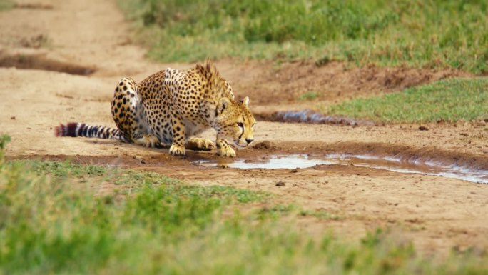 猎豹喝水的慢镜头。口渴的野生动物在水坑附近。塞伦盖蒂国家公园的野生动物。