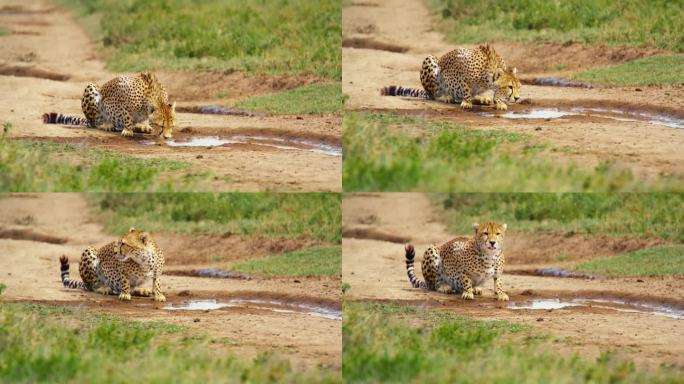 猎豹喝水的慢镜头。口渴的野生动物在水坑附近。塞伦盖蒂国家公园的野生动物。