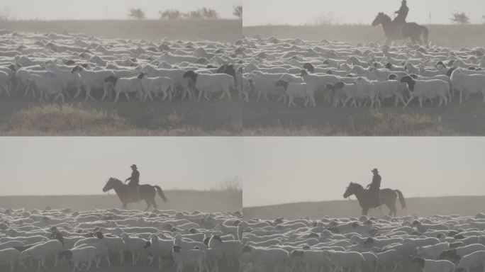 赶羊奔跑