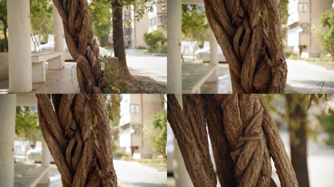 缠绕弯曲的树根树茎4K视频素材