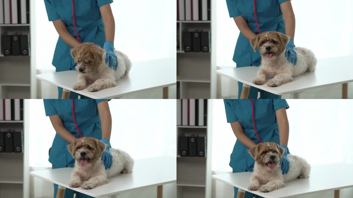 兽医抚摸受惊的柯基狗参观动物诊所兽医医生检查病人的狮子狗兽医照顾宠物