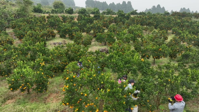 橘子柑橘橙子脐橙农业基地丰收农民采摘实拍