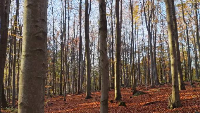 清晨森林探险;阳光玩弄着秋天的色彩，制造出延伸的阴影。