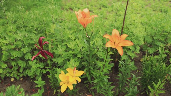 夏天，桔黄色的百合花在花园里生长，慢动作