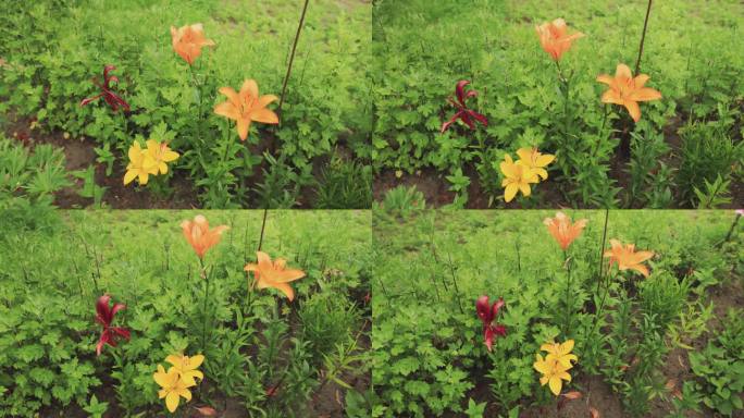 夏天，桔黄色的百合花在花园里生长，慢动作