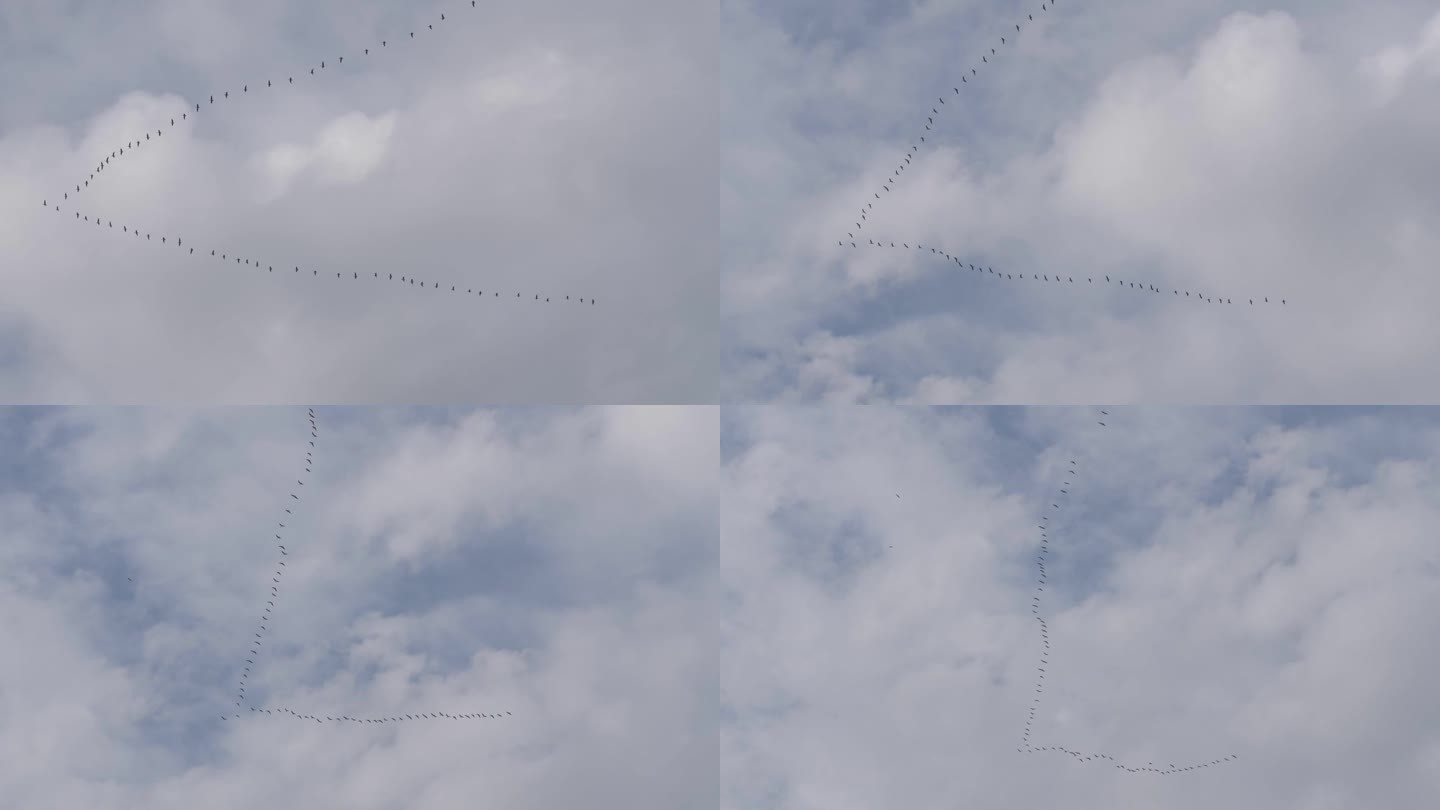 V字型的鹅在天空的云层中飞翔