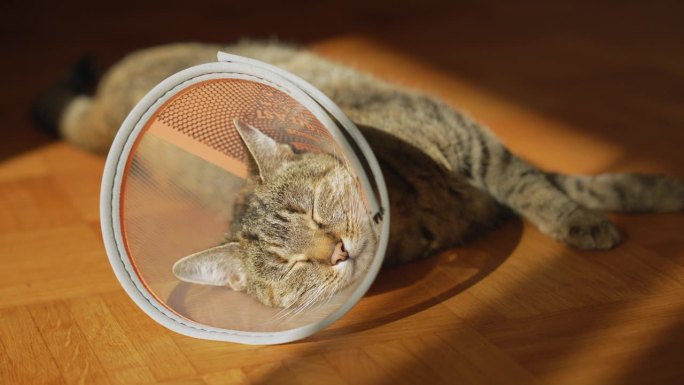戴着塑料项圈的猫躺在阳光下