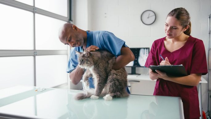 男兽医和女实习兽医护士检查宠物猫的手术