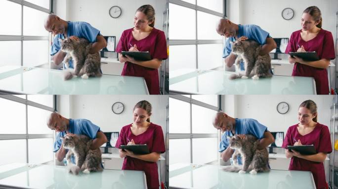 男兽医和女实习兽医护士检查宠物猫的手术