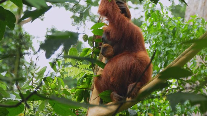 北苏门答腊丛林里，一只雌猩猩站在树上