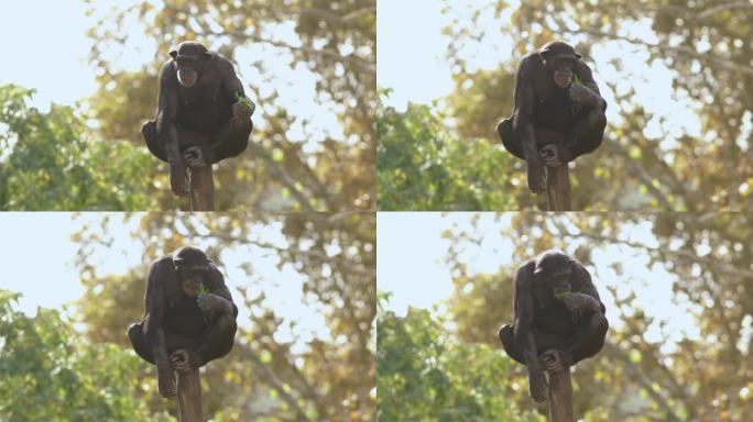 美猴王——坐在木宝座上的黑猩猩
