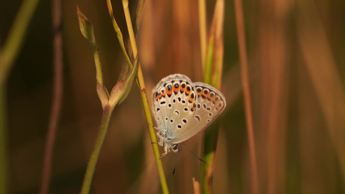 雷维丁的蓝色(Plebejus argyrognomon)在晨光中升温