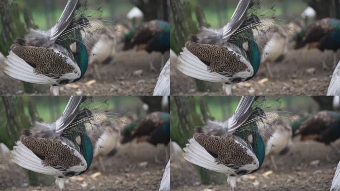 雄孔雀展开并摇动完全展开的尾羽，向后看，慢动作