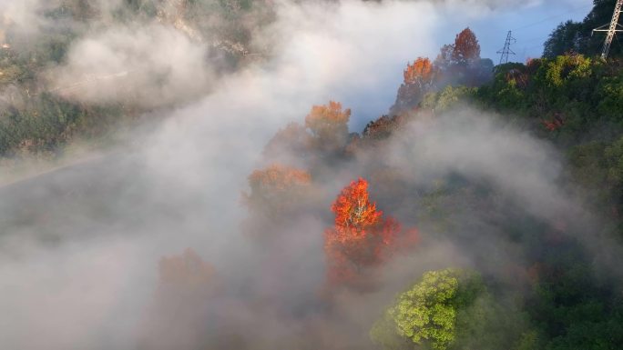 黄山秋季红叶云海航拍