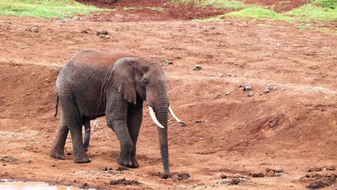 非洲大草原象——行走的公象突然停在肯尼亚的水坑旁