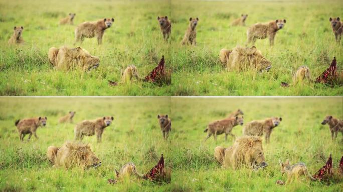 雄性狮子保护猎物不被附近的土狼吃掉，马赛马拉非洲野生动物的等级制度，马赛马拉国家保护区的食物链秩序