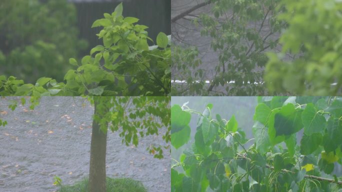 城市下暴雨倾盆大雨下雨天雨水雨滴植物树叶