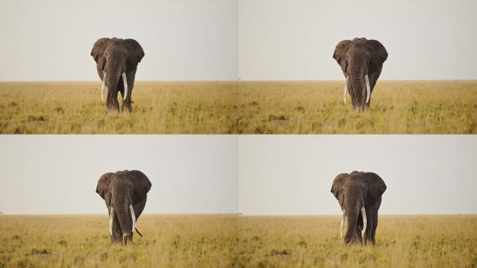 5头大象在马赛马拉大草原上吃草的慢镜头，肯尼亚马赛马拉国家保护区的非洲野生动物，马赛马拉的非洲野生动