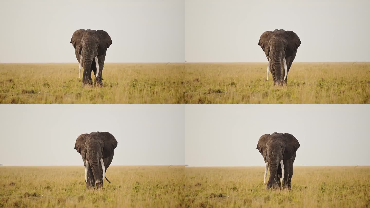 5头大象在马赛马拉大草原上吃草的慢镜头，肯尼亚马赛马拉国家保护区的非洲野生动物，马赛马拉的非洲野生动