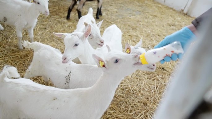 在宠物农场，一名男子用奶瓶喂小山羊。小山羊喝奶的特写