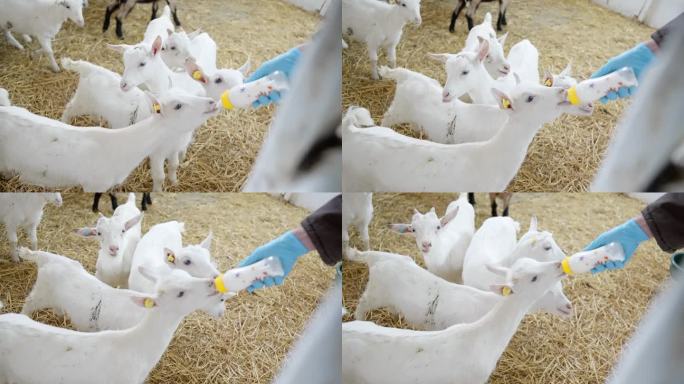 在宠物农场，一名男子用奶瓶喂小山羊。小山羊喝奶的特写