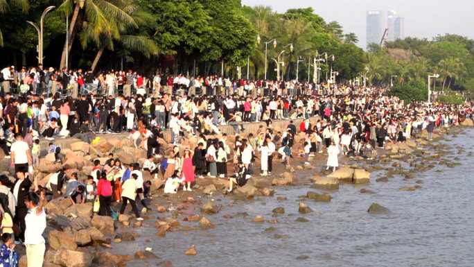 深圳湾候鸟