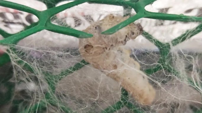 一只白蚕正在织网